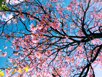 Tree With Pink Blossoms
