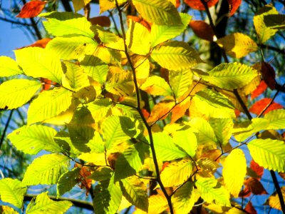Green Yellow And Red Tree Leaves