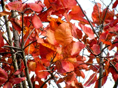 Rust Colored Tree Leaves On Branches photo