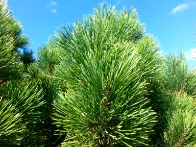 Pine Needles On Pine Trees photo