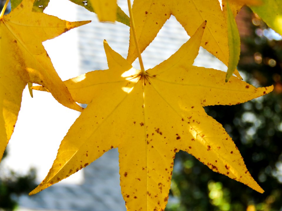 Yellow Tree Leaves