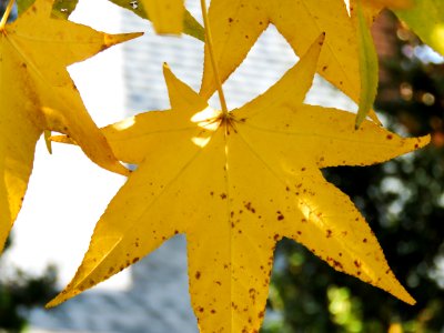 Yellow Tree Leaves