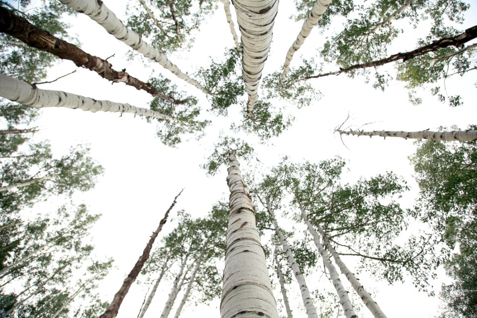Trees With White Bark