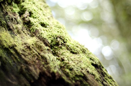 Moss Growing On A Tree Trunk photo