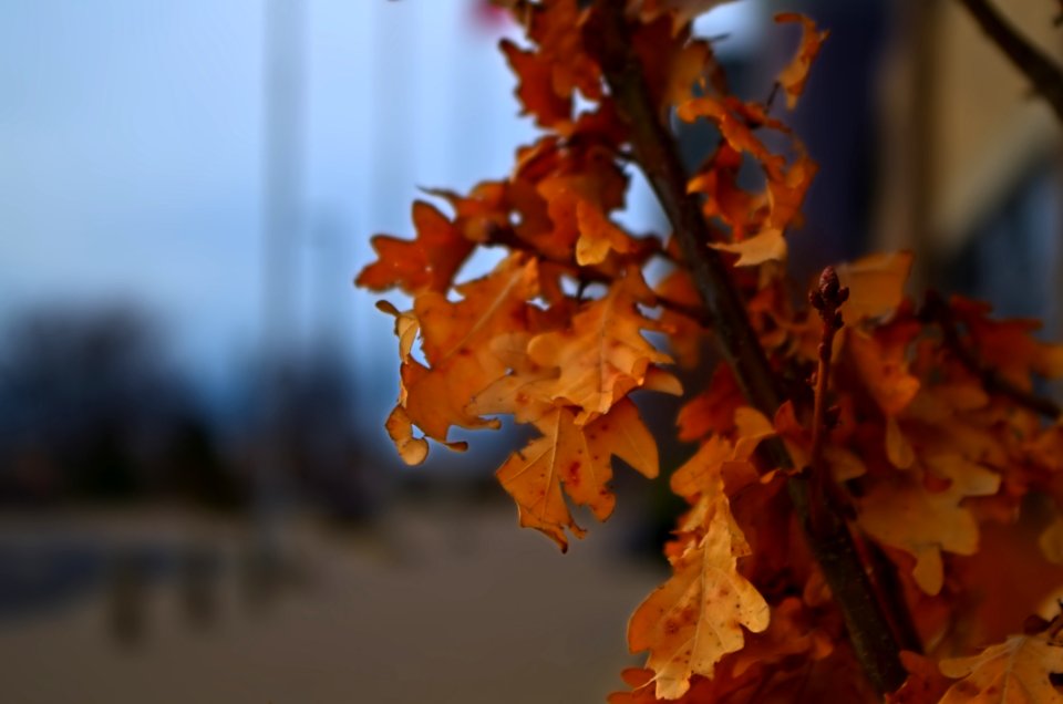 In Search Of Spring 4