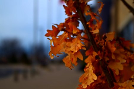 In Search Of Spring 4