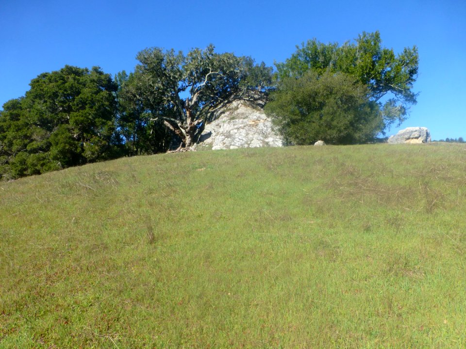 Sky Plant Tree Slope