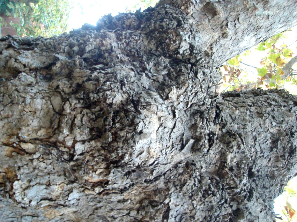 Bedrock Wood Trunk Tree