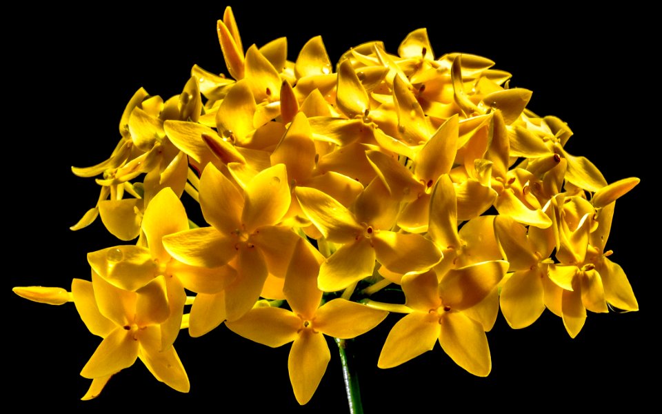 Yellow 5 Petal Flower