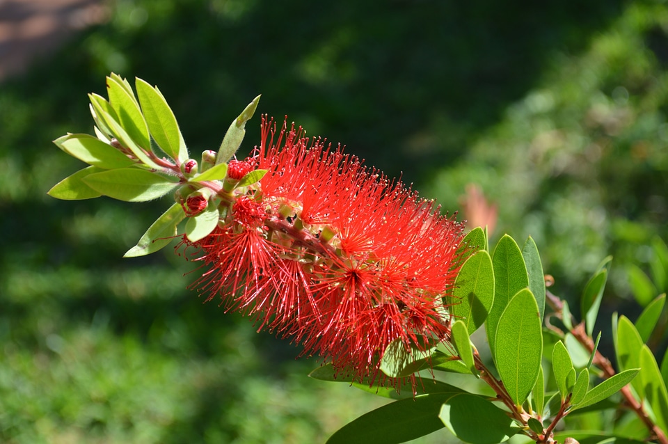 Shrub red ornamental shrubs