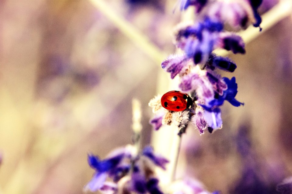 Ladybug On A Branch With Purple Flowers