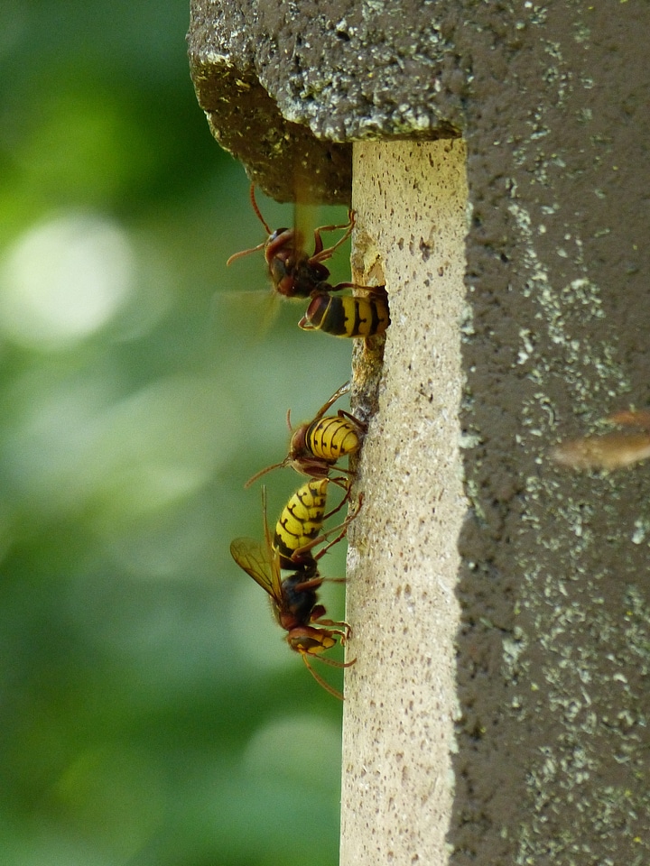 Insect wasp vespidae