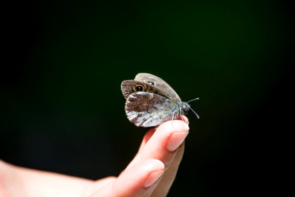 Owl Butterfly On Human Finger