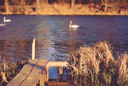Swans On Lake
