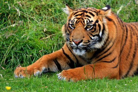 Bengal Tiger Laying In Green Grass At Daytime photo