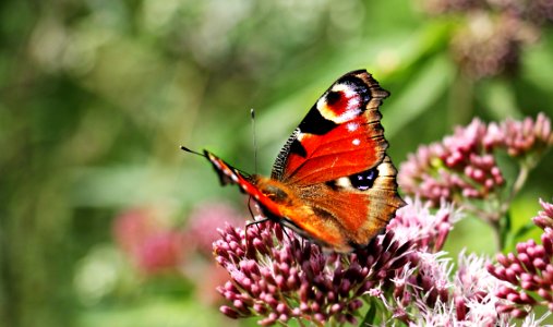 Brown Black And White Butterfly On Purple Flower Bud