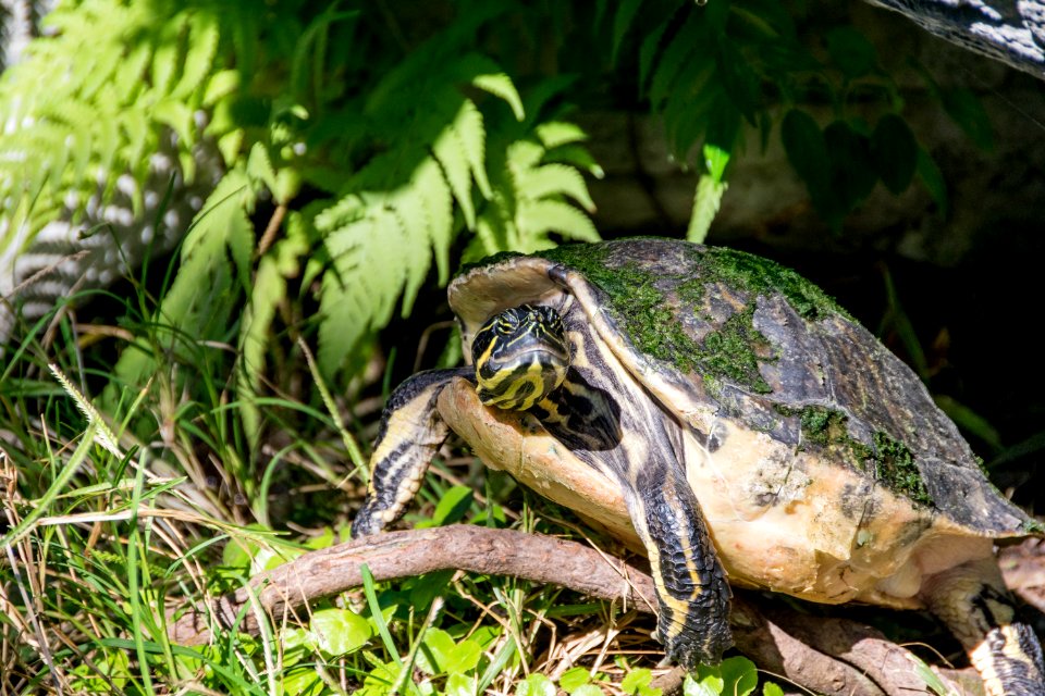 Brown Turtle On Green Grass