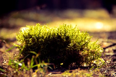 Green Plants On Brown Surface photo