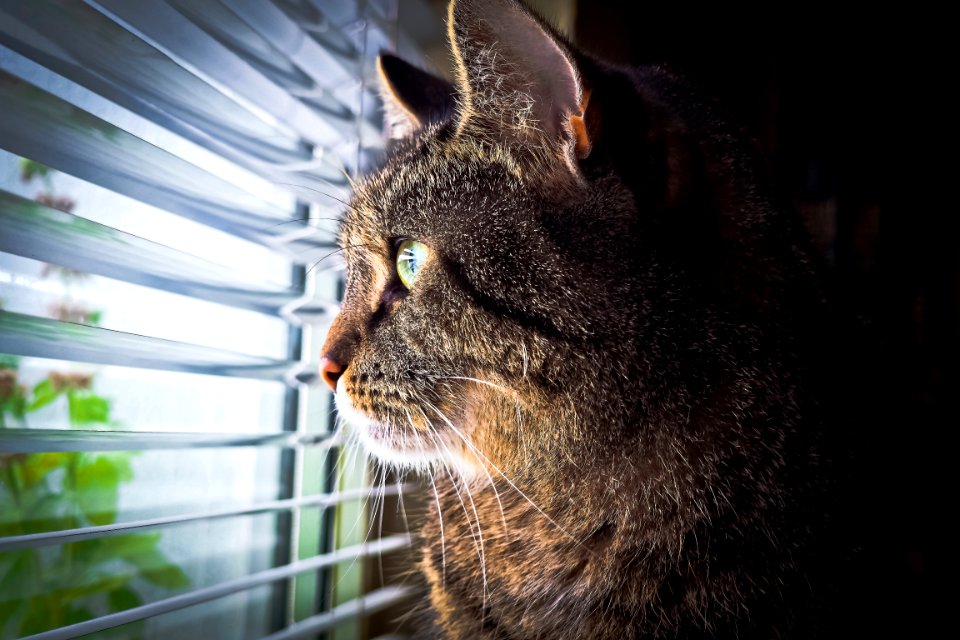 Portrait Of Cat By Window