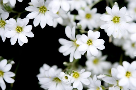 Delicate White Blossoms