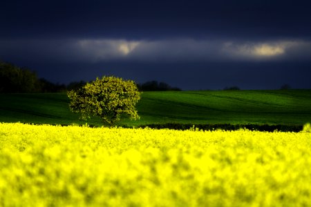 Field