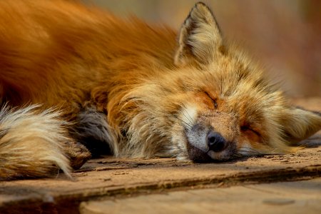 Sleeping Fox photo