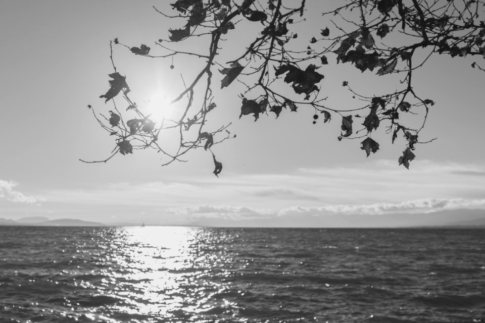 Silhouette Of Tree Across Sea During Daytime