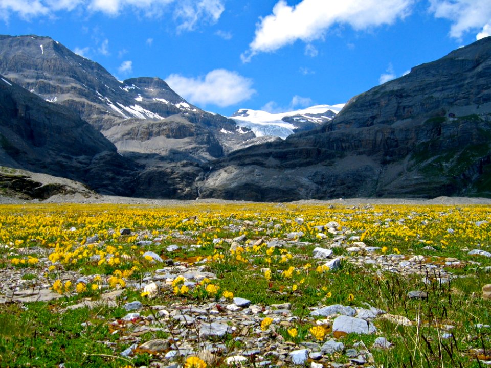 Field And Mountains