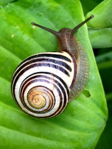 White Black And Brown Snail On Green Leaf photo