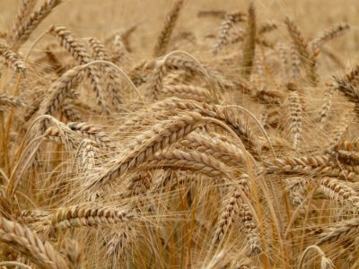 Brown Wheat