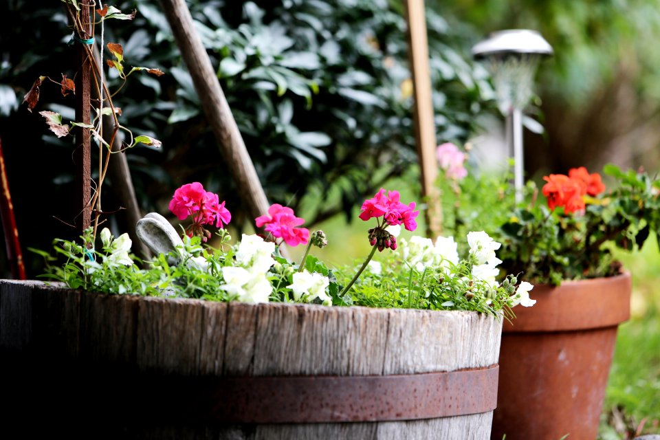 Flowers In Old Barrels And Pots