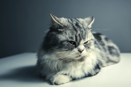 Portrait Of A House Cat photo