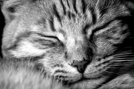 Portrait Of Sleeping Cat