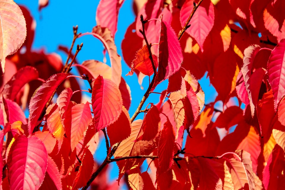 Fall Foliage