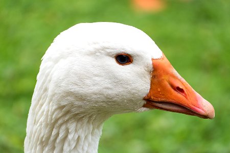 White Fur And Orange Beak Animal photo