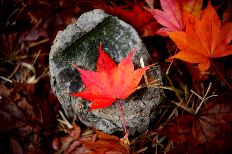 Autumn Leaves On Rock