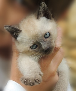 Siamese pet look