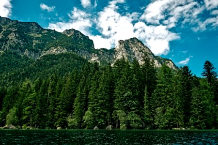 View Of Trees In Forest Against Cloudy Sky