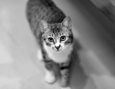 Grey Tabby Cat photo
