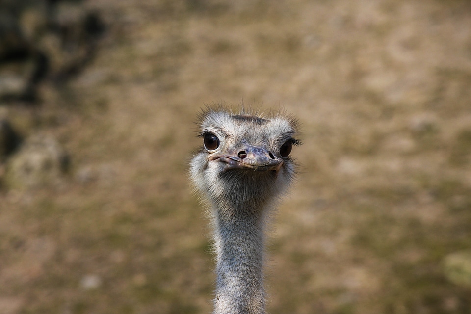 Flightless bird big bird bipeds