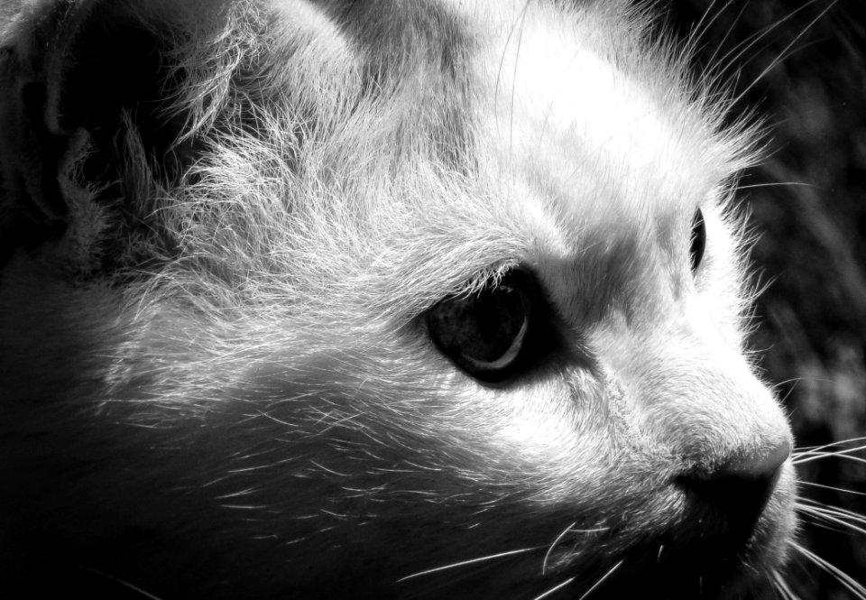 Portrait Of A House Cat