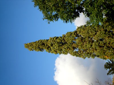 Cloud Sky Plant Larch