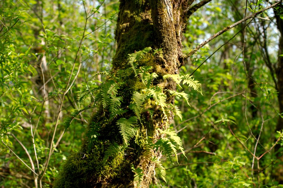 Trunk With Moss And Epiphytic Leaves 1