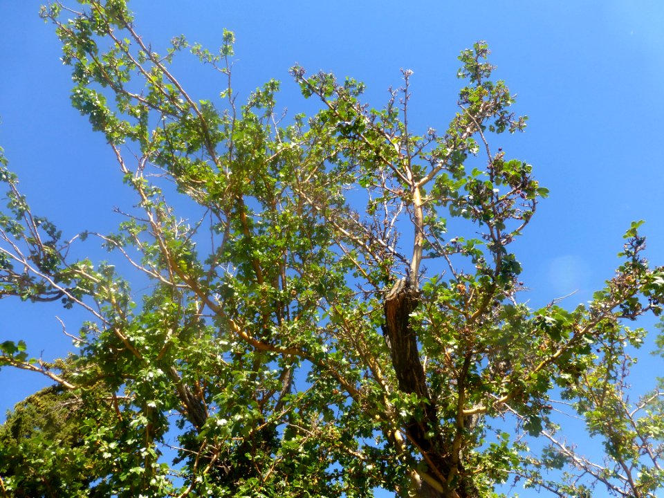 Sky Branch Twig Tree