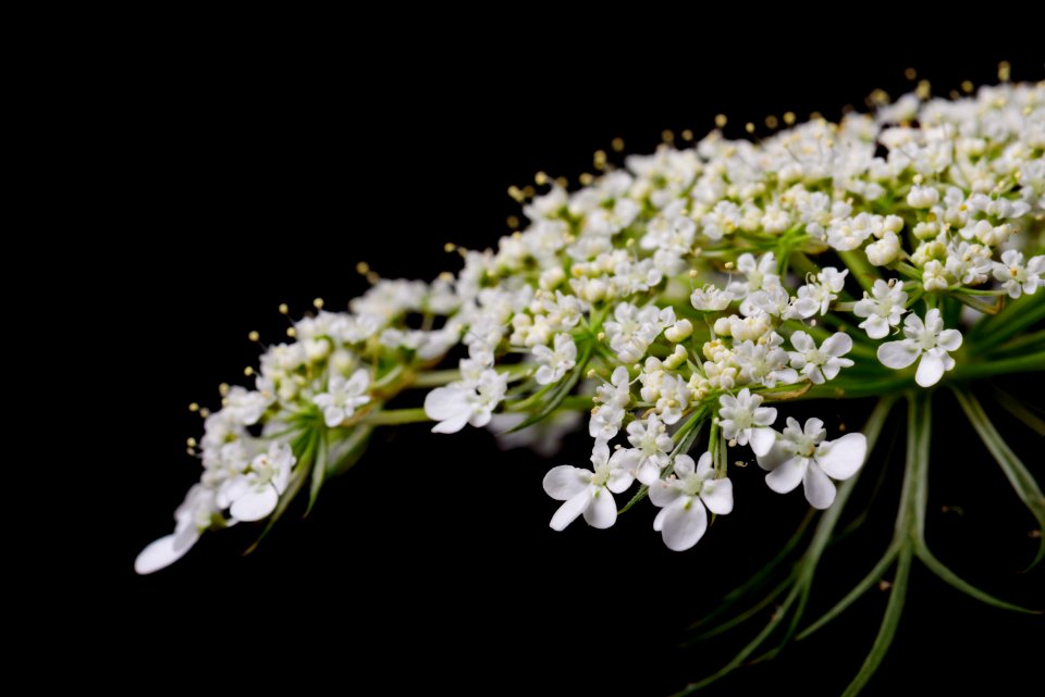Tiny White Flowers