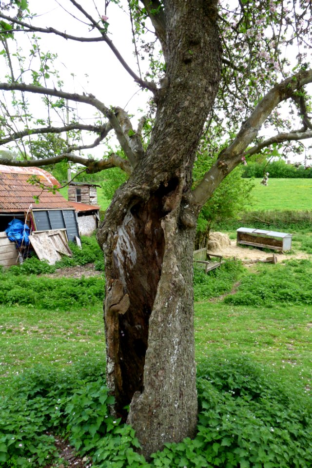 Braziers Park - Hollow Tree