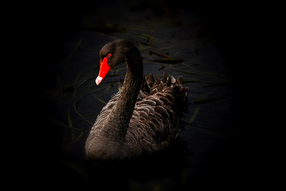 Beak Black Swan Water Bird Bird