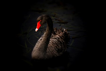 Beak Black Swan Water Bird Bird
