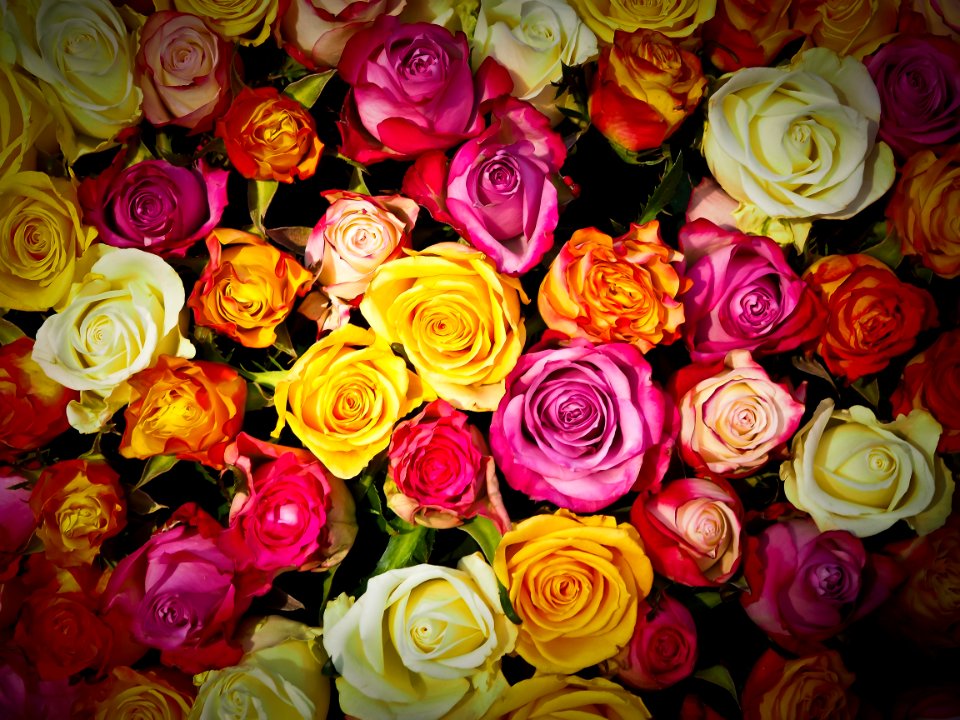 Flower Rose Garden Roses Rose Family
