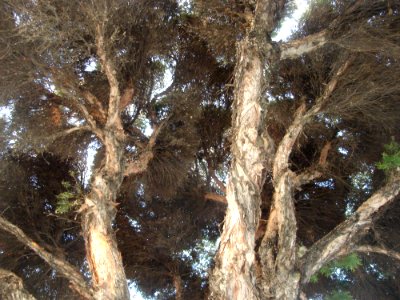 Wood Twig Trunk Terrestrial Plant photo